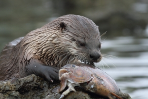 Anatomy of a photo: How do I photograph an otter eating a fish? | Galen