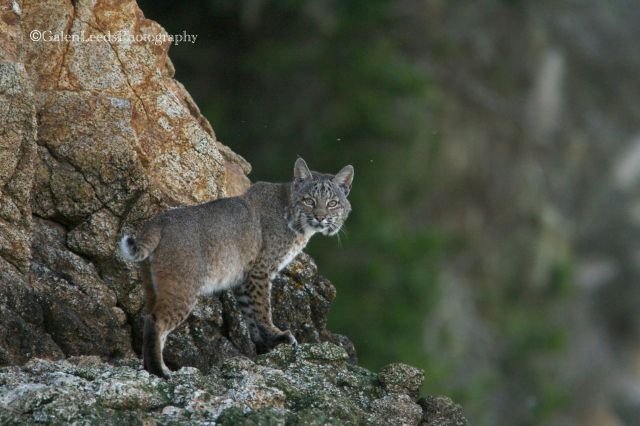 The next time I captured a bobcat with my camera, the results were much improved.