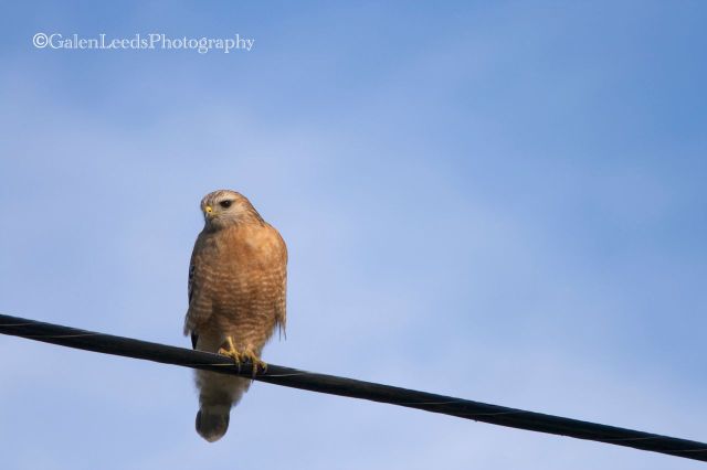 When I first took this photograph, I thought of it as just "a hawk," never realizing that there are over twenty species of raptor seen regularly near where I live