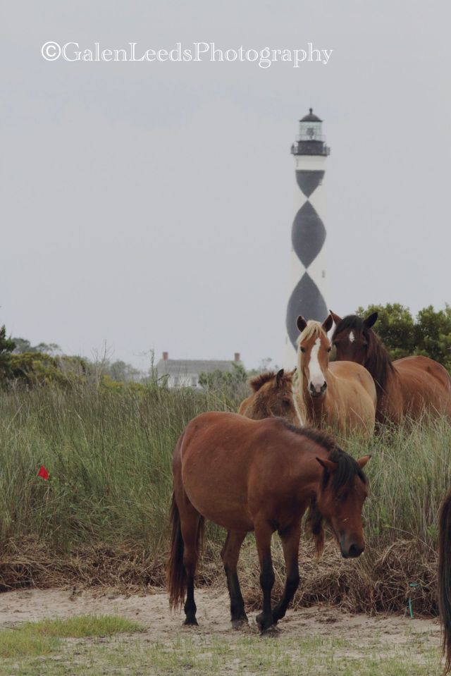 The wild ponies of Shcakleford Bank in the Cape Lookout National Seashore, North Carolina